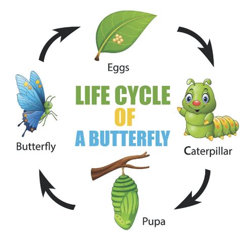 Buy Life Cycle Of A Butterfly: Teach Kids About life Cycle Of A ...
