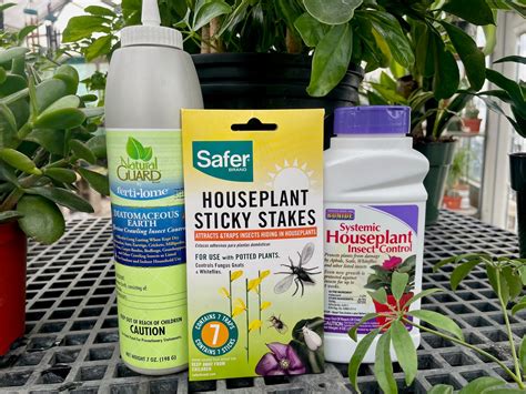 How to Get Rid of Gnats in Houseplants: Easy, Effective Tips | (2026)