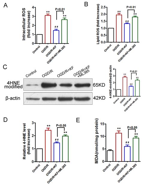 Kaempferol Ameliorates Oxygen-Glucose Deprivation/Reoxygenation-Induced ...