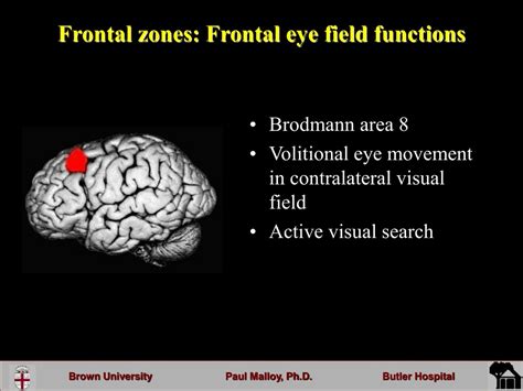 PPT - Frontal Lobe Function and Dysfunction PowerPoint Presentation ...