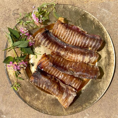 India's First Species-Appropriate Pet Food - Canine India