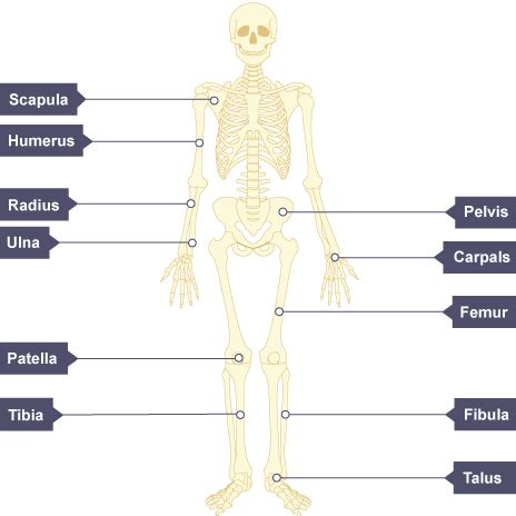 Image result for Skeletal Structural System