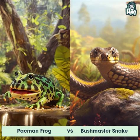 Image result for Python vs Frog