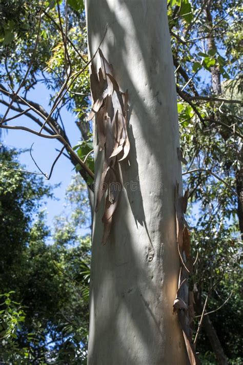 Image result for Eucalyptus Tree Trunk Rot