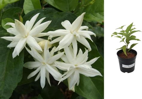 Kraft Seeds by 10CLUB Rajnigandha Double Flowering Bulbs (White, 10 ...