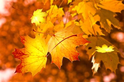 Free Images : autumn, leaves, nature, maple leaf, yellow, deciduous ...