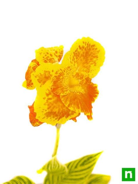 Buy Canna (Orange Flower with Variegated Yellow Leaves ) - Plant online ...