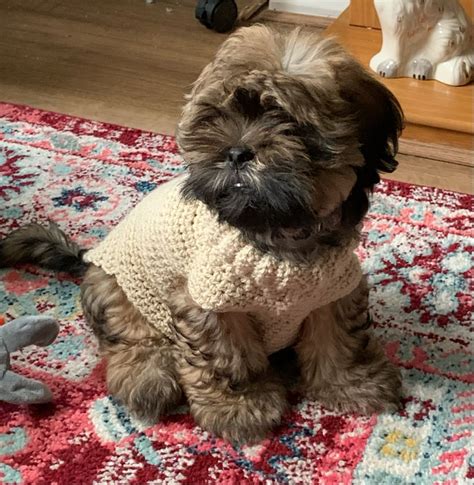 Image result for Dog Sweater Crochet Tutorial