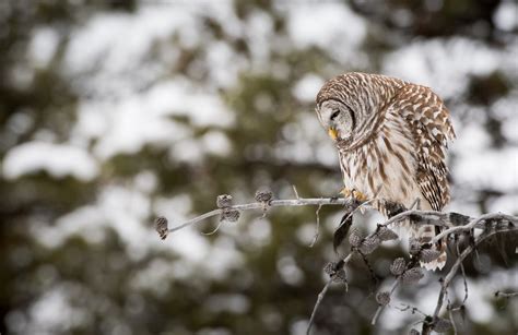 Owls In Ohio: All 12 Species In The Buckeye State