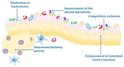 Limosilactobacillus fermentum CECT5716: Mechanisms and Therapeutic Insights