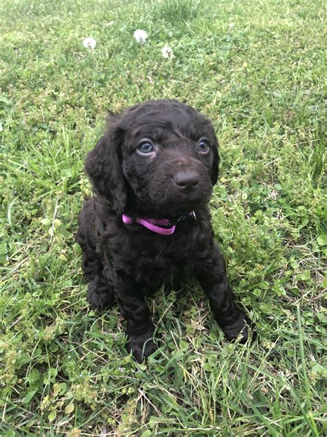 Boykin Spaniel Puppies For Sale | Huntsville, AL #297505