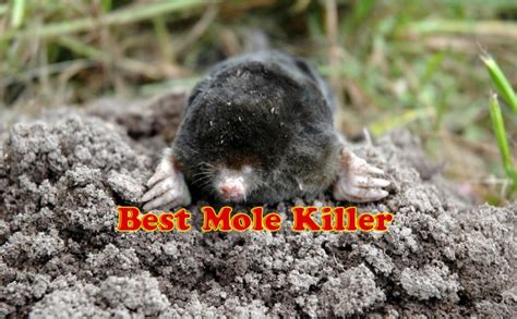 Humane Mole Poison 的图像结果