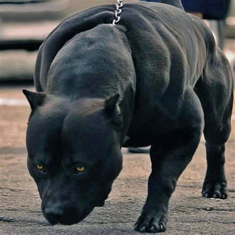 Such a Cute Panther http://ift.tt/2kVzuuA Pitbull Dog Puppy, Bully Dog ...