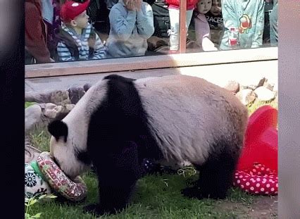 莫斯科动物园向熊猫丁丁如意送上国际熊猫日祝贺 - 2022年3月17日, 俄罗斯卫星通讯社