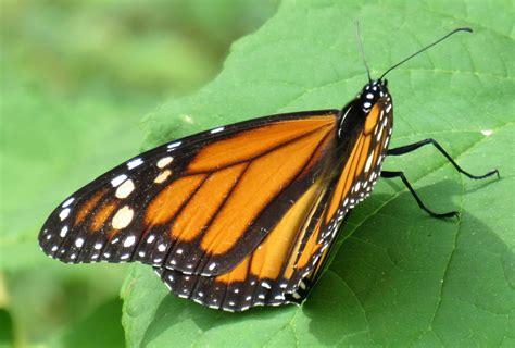 Monarch Butterfly Monarch Butterflies' Signature White Spots May Help