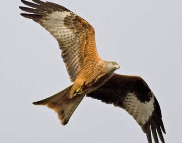 "Sampath Speaking" - the thoughts of an Insurer from Thiruvallikkeni ...