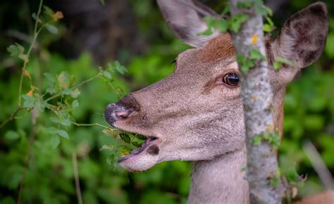 What Do Animals Eat Deer at Charles Lindquist blog