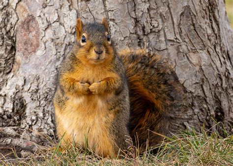 10 Types of Squirrels in Utah (With Pictures and Identification)