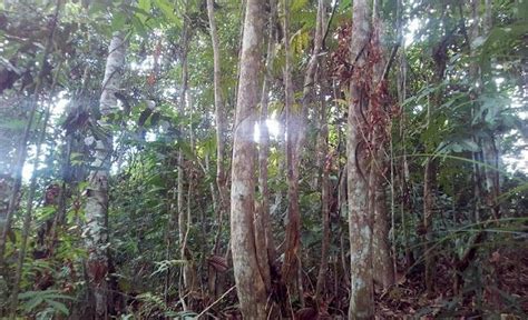 Image result for Sungkai Tree West Java