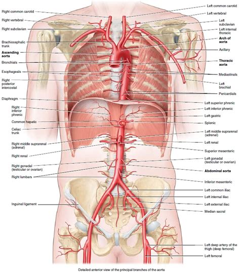 Aorta anatomy, function, branches, location & aorta problems ...