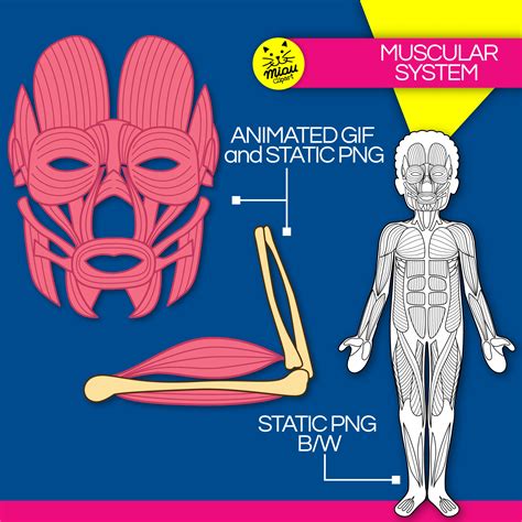An illustration of the human muscular system in clipart style ...