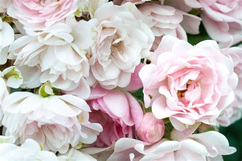 Get Enchanted with Our White Daisy and Pink Rose Bouquet: Perfect for ...