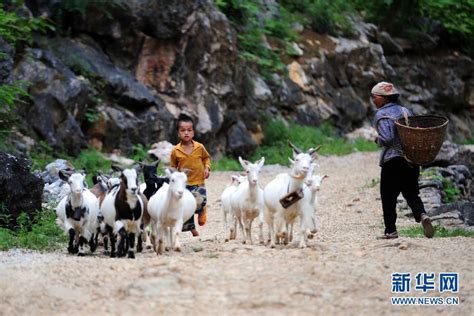 图片故事：放羊娃的苦乐暑假_资讯频道_凤凰网