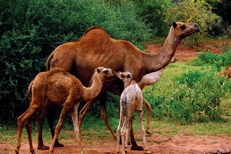 Camel | Description, Humps, Food, Types, Adaptations, & Facts | Britannica