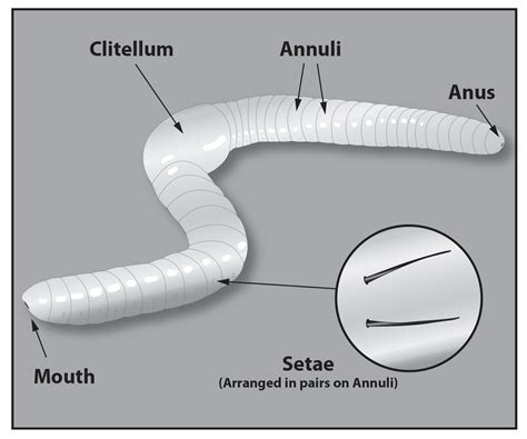 Earthworm Diagram Setae