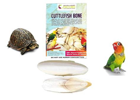 Buy OrchidWala Cuttle Fish Bone Calcium for Birds, Turtle Food ...