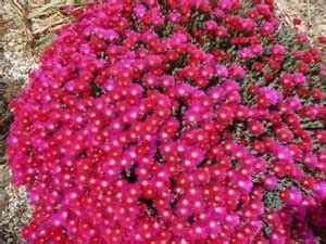 CYBEXIS Delosperma Carmine Red/Ice Plant Ground Cover Perennial Flower ...