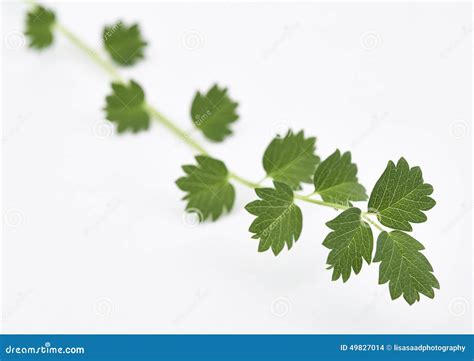 Salad Burnet Fresh stock photo. Image of keywords, close - 49827014