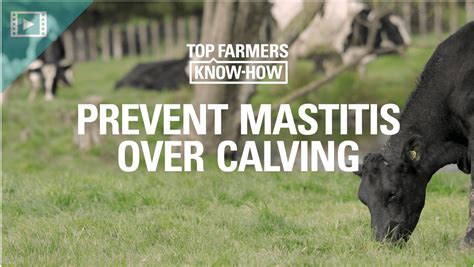 Top Farmers Know-How | Prevent Mastitis Over Calving