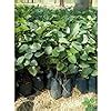 Lal Chandan Plant upto 2ft Height - Indian Red Sandalwood Live Saplings ...