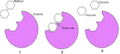 Image result for Example Process Map for Withdawal