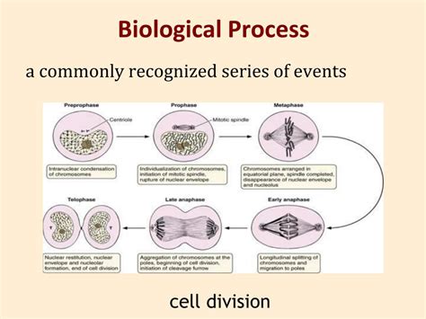 Image result for Gene Annotation Assignment