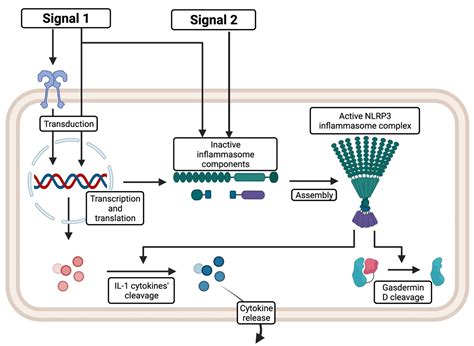 Inflammasomes—New Contributors to Blood Diseases