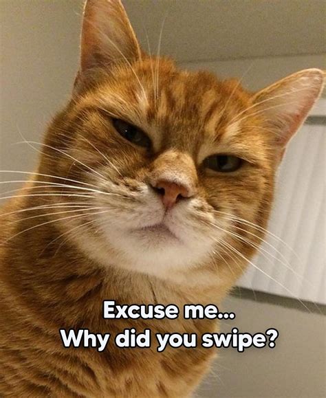 Heads Up For Tails | HUFT | We love cats just as much as dogs, and we know cat parents deserve ...