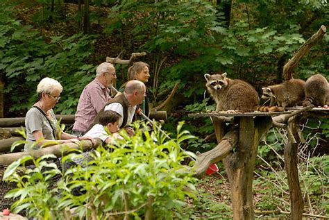 ZooLex Image - Raccoons and visitors