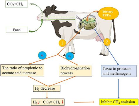 Frontiers | Producing natural functional and low-carbon milk by regulating the diet of the ...