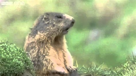 Image result for Talking Animals Compilation