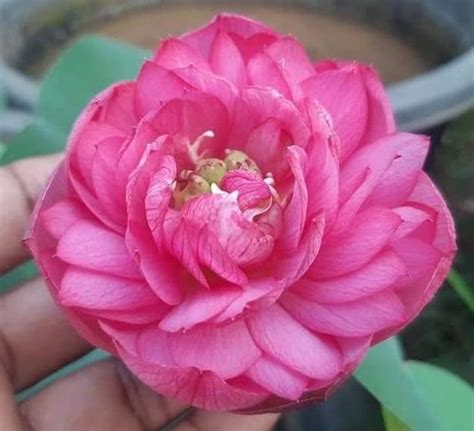 Indian Gardens - Indoor Live Plants (Combo 1) : Amazon.in: Garden ...