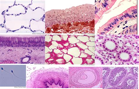 Image result for Different Tissues Under Microscope