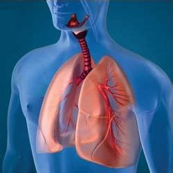 NCERT Textbook: Breathing and Exchange of Gases - Biology Class 11 ...