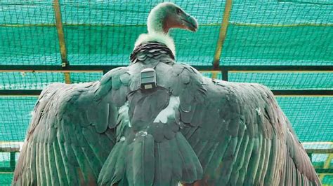 34 endangered vultures relocated from Haryana`s Pinjore to Maharashtra