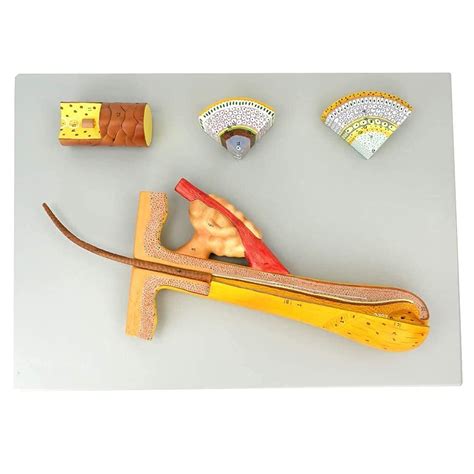 Hair Follicle Hair Anatomical Structure Model Hair Model 4 Parts ...