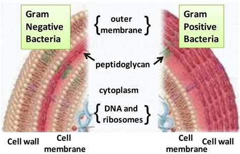 Effect of Essential Oils on Pathogenic Bacteria