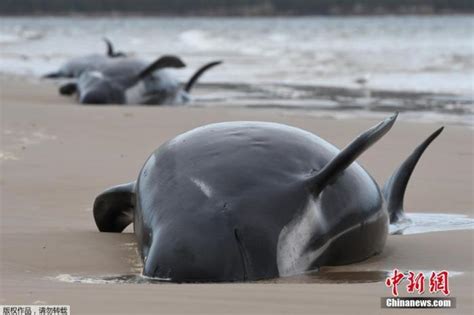 斯里兰卡发生大规模鲸鱼搁浅事件：约120头鲸鱼已获救|斯里兰卡|鲸鱼|杜拉_新浪新闻