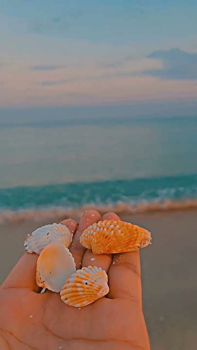 Image result for Expensive Shells