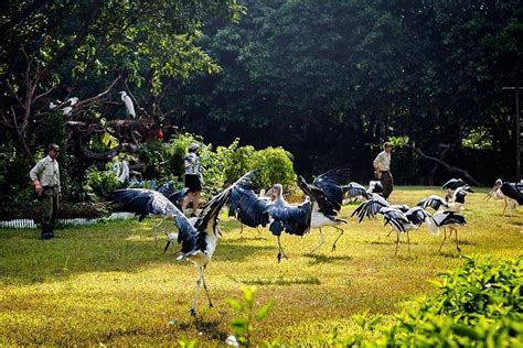 2025 Guangzhou Chimelong Birds Park Admission Ticket - with Reviews